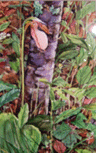 Lady Slipper