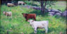 The Curious Cows