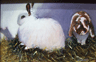 Fluff and Thumper